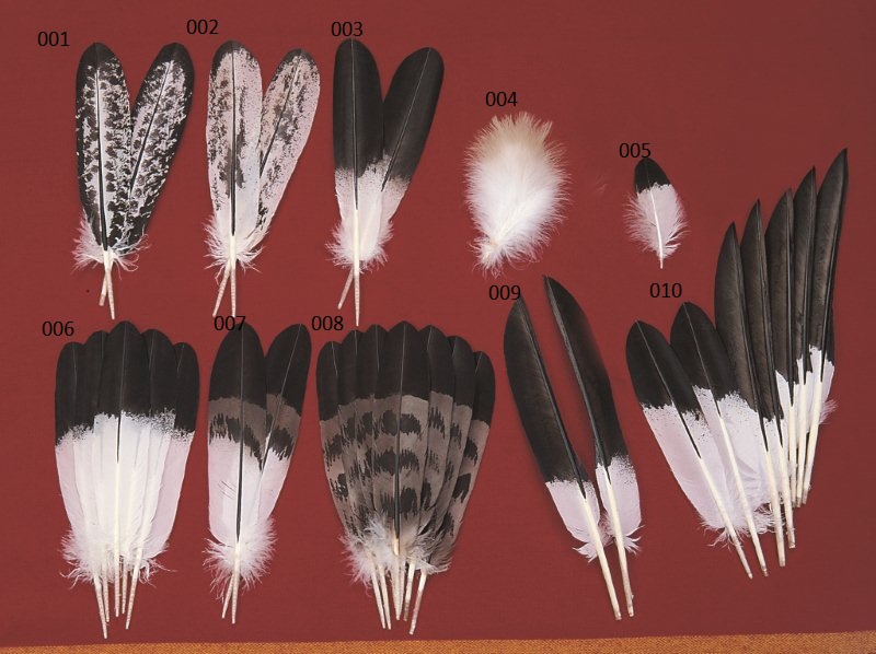 Imitation Mature Golden Eagle Feather Bppf008 Bear Paw